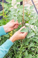 Using twine to tie tomato to string for support
