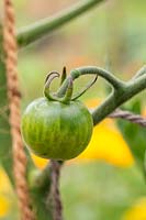 Solanum lycopersicum 'Sungold' - unripe green tomato