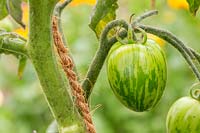 Solanum lycopersicum 'Tigerella' - unripe tomato