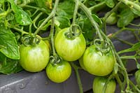 Solanum lycopersicum 'Tumbling Tom' - unripe tomatoes