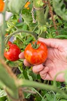 Picking tomato 'Tigerella'