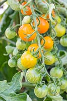 Solanum lycopersicum 'Sungold' - Tomato - truss showing the gradual ripening