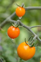 Solanum lycopersicum 'Sungold' fruit ripening on truss