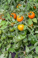 Solanum lycopersicum 'Sungold' - Tomatoes at various stages of ripening 