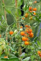Solanum lycopersicum 'Sungold' - tomatoes growing in greenhouse