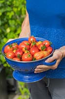 Woman holding colander with mix of harvested tomatoes 