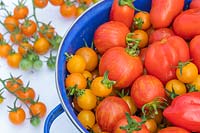 Mix of harvested tomatoes in colander 