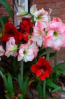 Hippeastrum syn. Amaryllis in spring containers 