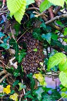 Apis mellifera - An early swarn of Honey Bees 