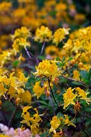 Rhododendron luteum  AGM