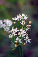Allium neapolitanum Cowanii Group