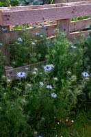 Nigella damascena - Love in the Mist - growing in front of an old compost heap