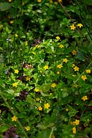 Lysimachia nemorum - Yellow Pimpernel