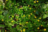 Lysimachia nemorum - Yellow Pimpernel