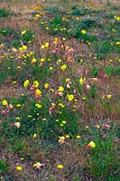Oenothera stricta - Fragrant Evening Primrose 