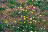 Oenothera stricta - Fragrant Evening Primrose