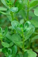 Portulaca oleracea - Green Purslane