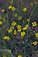 Potentilla erecta - Tormentil with Erica cinerea growing on moorland in Somerset, SW England
