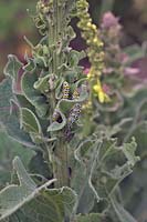 Cucullia verbasci - Mullein moth caterpillars damaging a garden Verbascum