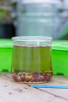 Close-up of jam jar of water with soaking Lathyrus - Sweetpeas 'Nimbus' seeds
