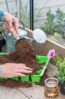 Woman adding compost to seed tray to sow Lathyrus - Sweetpeas 'Nimbus' seeds 
