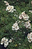 Rosa arvensis - Field Rose in SW England