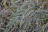 Brassica oleracea Kale 'Ragged Jack' - Acephala Group