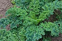 Brassica oleracea  'Dwarf Green Curled' Kale - Acephala Group