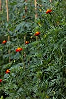Tagetes growing with Solanum lycopersicum AGM to deter pests