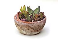 Succulent cuttings will root easily directly into a moderately watered pot 