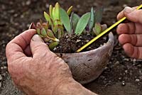 Succulent cuttings will root easily directly into a moderately watered pot 