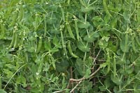 Pisium sativum - Peas climbing through twigs for support