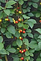 Prunus cerasus 'Morello'  AGM Cherry