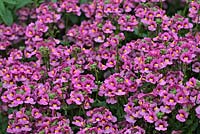 Nemesia 'Inupspink8' syn. 'Sunsatia Pink'