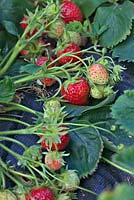 Fragaria x ananassa 'Judibell' - late cropping Strawberry 