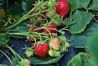 Fragaria x ananassa 'Judibell' - Late cropping Strawberry
