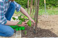 Man planting young Runner bean plants by newly erected hazel stick tunnel