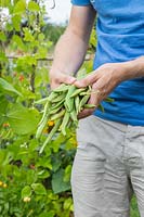 Man holding a large bunch of newly picked Runner bean 'Polestar'