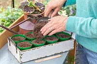 Woman topping up pots sown with sunflower seeds with thin layer of compost. 