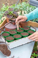 Woman adding label to pots sown with sunflower seeds.