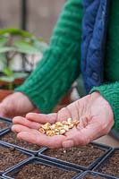Woman holding sweetcorn seeds in hand.