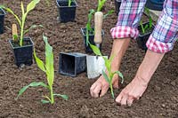 Woman firming the soil around newly planted Sweetcorn plants. 