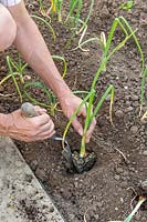 Woman planting rooted Onion sets using a hand trowel. 