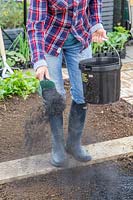 Woman adding charcoal to bed as soil improver in kitchen garden 