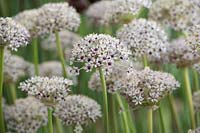Allium 'Silver Spring' - White ornamental onion 'Silver Spring' 