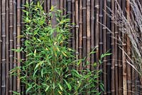 Bamboo foliage and bamboo screen. The Equilibrium Garden, designed by Richard Heys MICHort and Audra Bickerdyke, working with female prisoners at HMPPS and YOI Styal, RHS Tatton Park Flower Show, 2019.