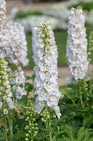 Delphinium 'Aurora White' - Larkspur 'Aurora White'