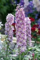 Delphinium 'Magic Fountains Cherry Blossom with White Bee' - Larkspur 'Magic Fountains Cherry Blossom with White Bee' 