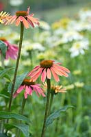 Echinacea 'Summer Cocktail' - Coneflower 'Summer Cocktail'