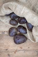 Solanum tuberosum - Harvested Albert Bartlett purple majesty potatoes in a hessian sack.